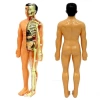 Nessiworld The Human Body İnsan Vücudu 3D Eğitim Seti 3302