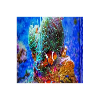 Kanvas Sayılarla Boyama Seti Kasnaklı-çerçeveli Kayıp Balık Nemo