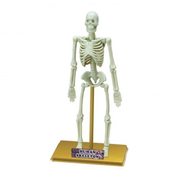 Nessiworld  Bilim Seti : İnsan İskeleti