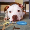 Dayanıklı Köpek Diş Kaşıyıcı Ve Çiğneme Oyuncağı