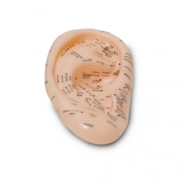 Akupunktur Kulak Modeli