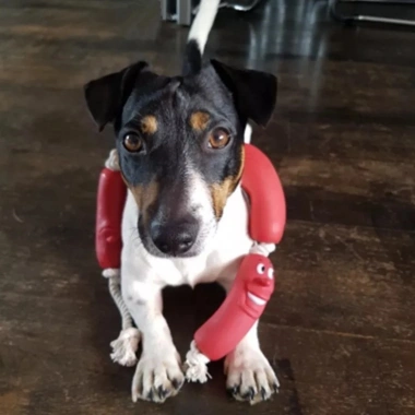 Evcil Hayvanlar İçin Eğitici 4 Adet Sevimli Oyuncak Sosis (5468)