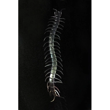 Şeffaf Renk Karanlıkta Parlayan Fosforlu Kırkayak 13 Cm 1 Adet