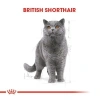 Royal Canin British Shorthair Adult Pouch Konserve Kedi Maması 85 Gr