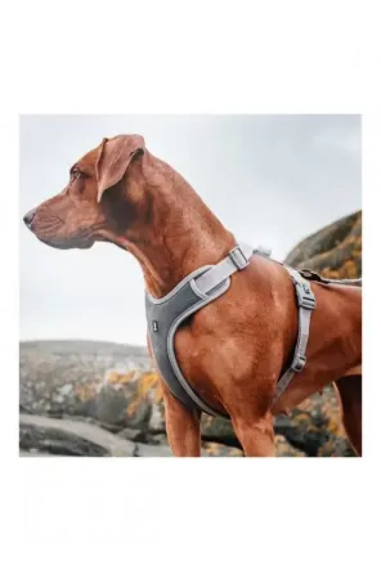 Nunbell Köpek Gögüs Tasmasi M