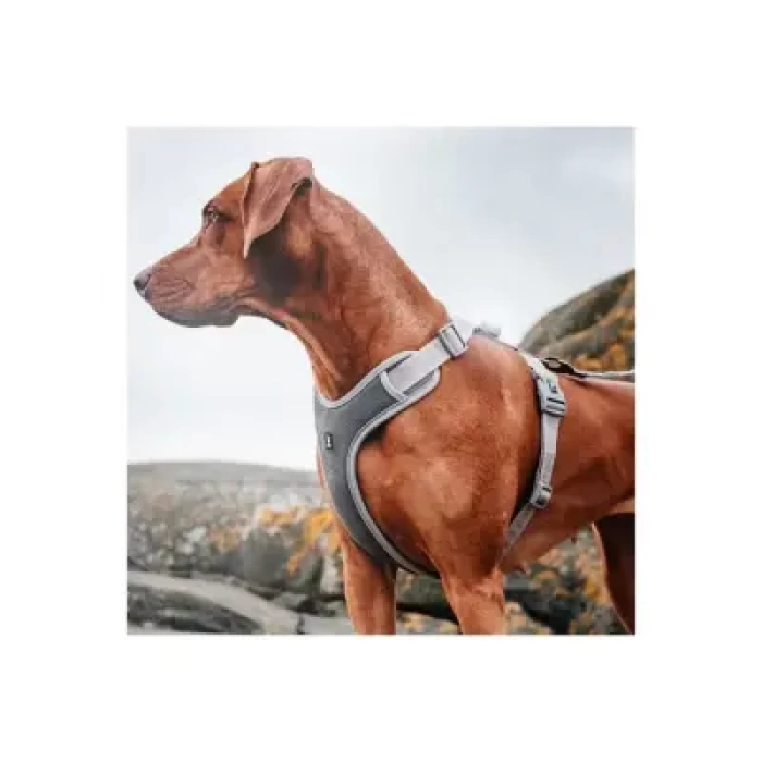 Nunbell Köpek Gögüs Tasmasi M
