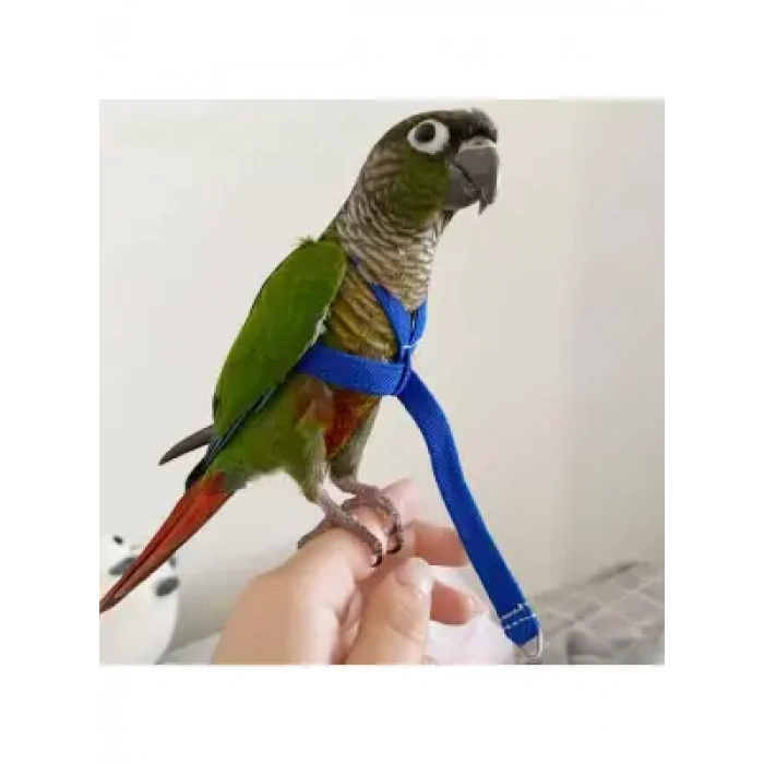 Pet Pretty Papağan Tasması 2,5mt