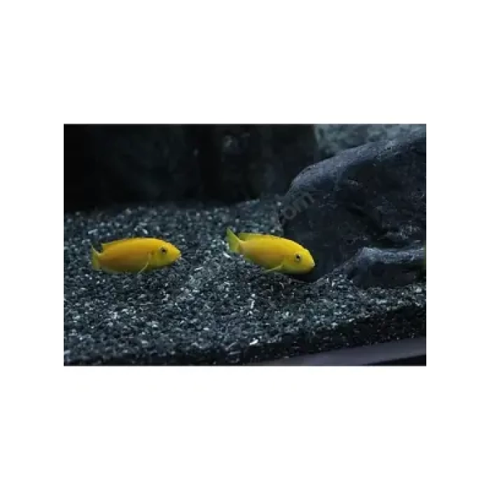 Reeflowers Akvaryum Kumu Siyah 1 kg