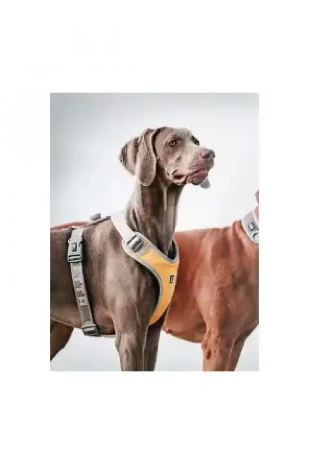 Nunbell Köpek Gögüs Tasmasi L