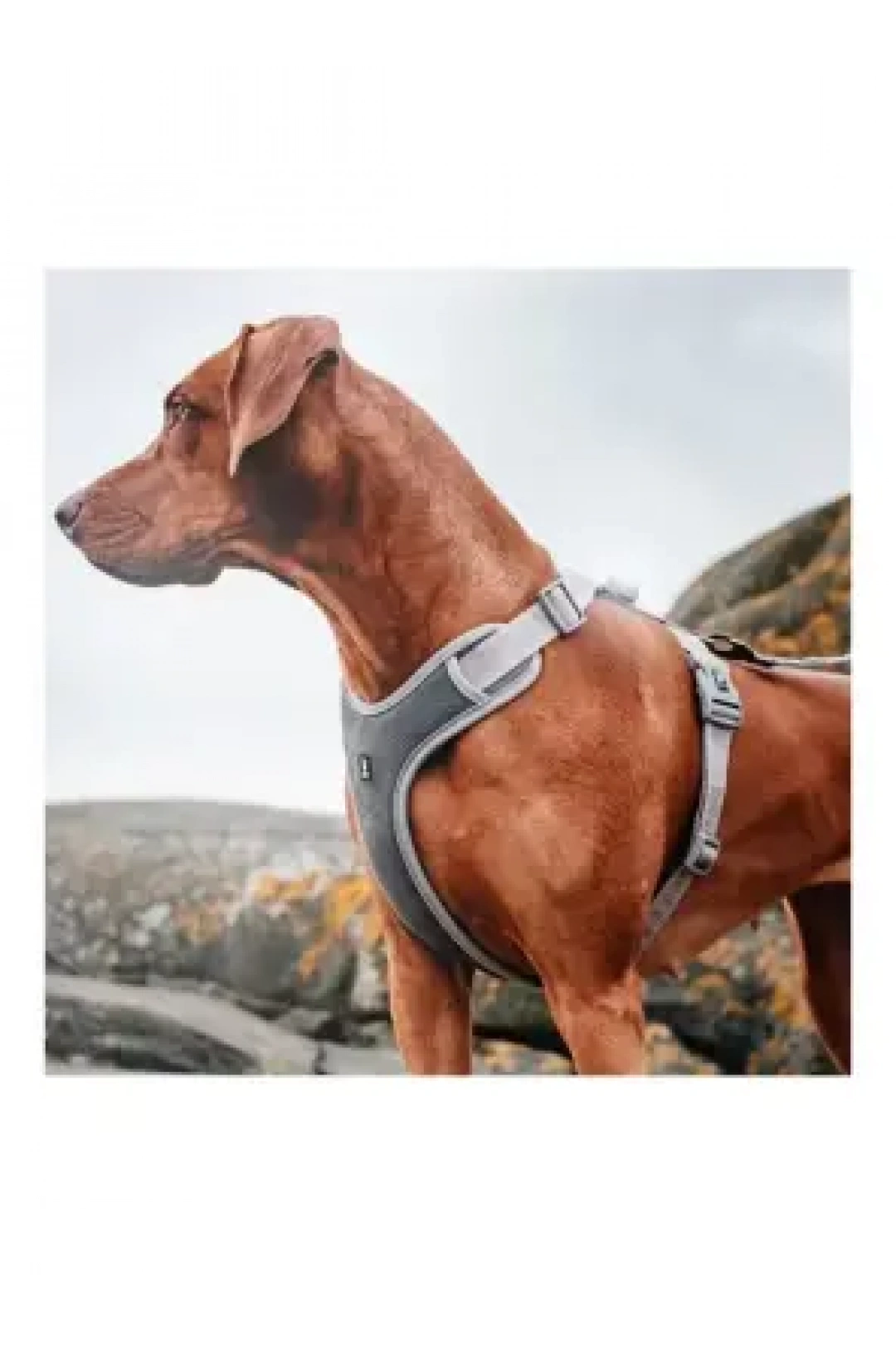 Nunbell Köpek Gögüs Tasmasi M