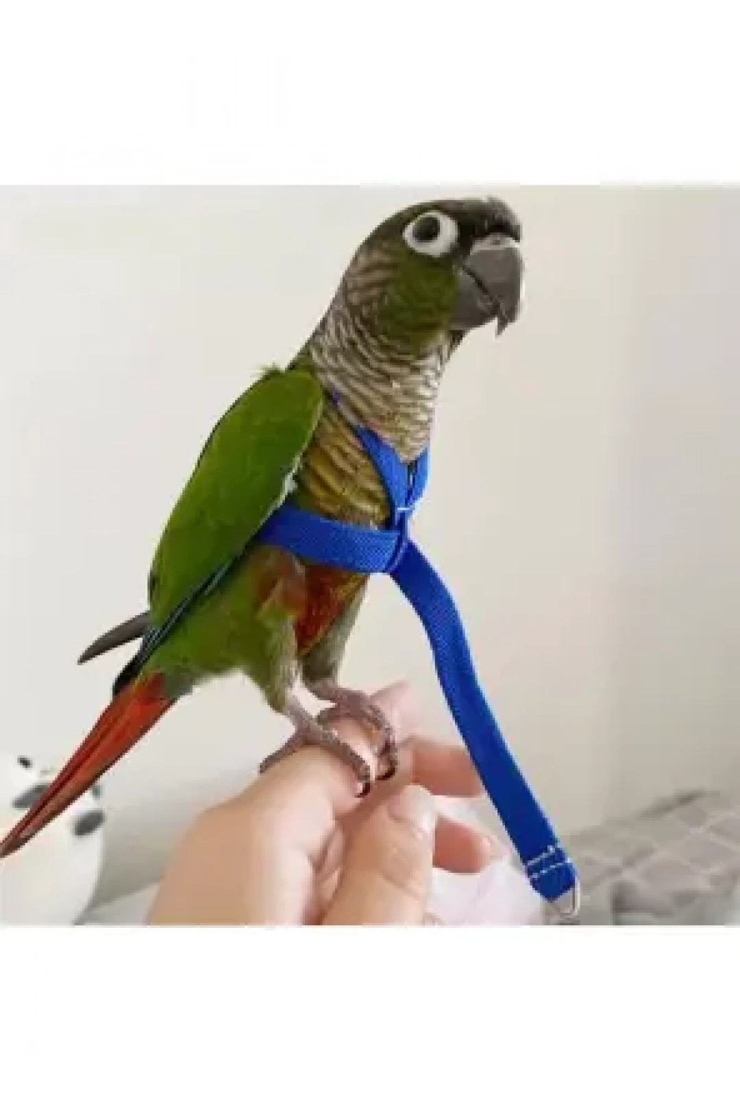 Pet Pretty Papağan Tasması 2,5mt