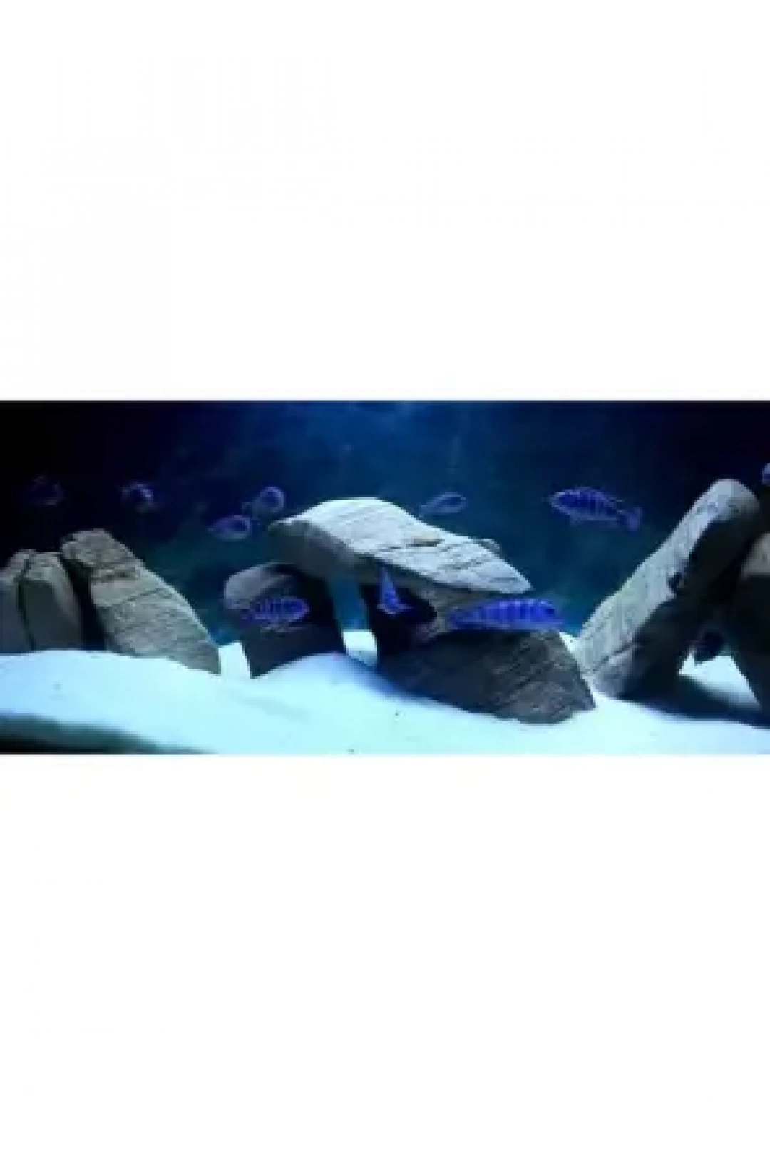 Reeflowers Akvaryum Kumu Beyaz 1 kg