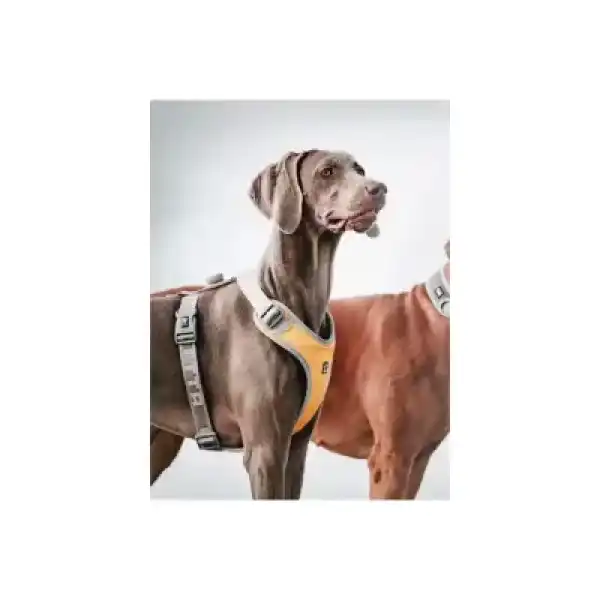 Nunbell Köpek Gögüs Tasmasi L