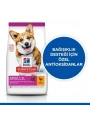 Hills Small & Mini Adult Tavuklu Köpek Maması 6 Kg
