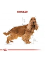 Royal Canin Cocker Adult Yetişkin Köpek Maması 3 Kg
