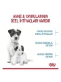 Royal Canin Mini Starter Anne ve Yavru Köpek Maması 4 Kg