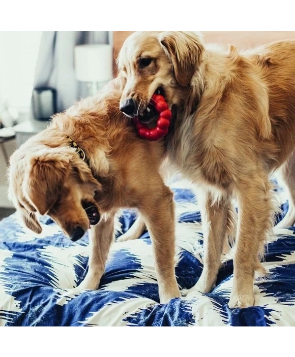 Kong Ring Köpek Oyuncağı Small 8.5 Cm