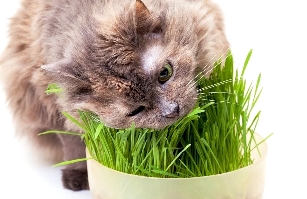 Doğal Kedi Çimi (Tüy Yumağı Önleyici) 100 gr Standart