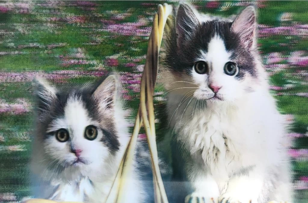 Nessiworld 5D Elmas Boyama  mli Kediler İkili Kedi Resmi Tablosu 40x60 cm