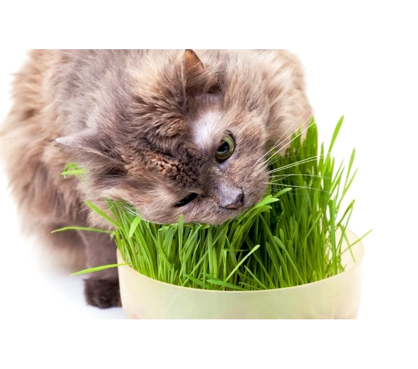 Doğal Kedi Çimi (Tüy Yumağı Önleyici) 100 gr Standart