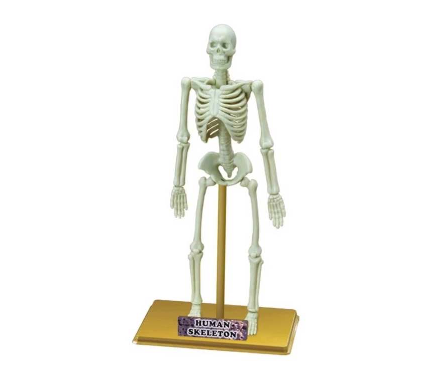 Nessiworld  Bilim Seti : İnsan İskeleti