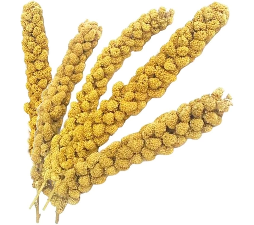 Vitaking Kuşlar İçin Doğal Sarı Dal Darı 100 gr