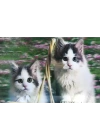 3 Boyutlu Resim  Sevimli Kediler İkili Kedi Resmi Tablosu 40x60 Cm