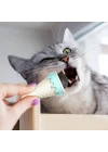 DONDURMA ŞEKLİNDE KEDİ NANESİ KEDİ OTU