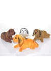 Kafa Salayan Köpek Aalk2620