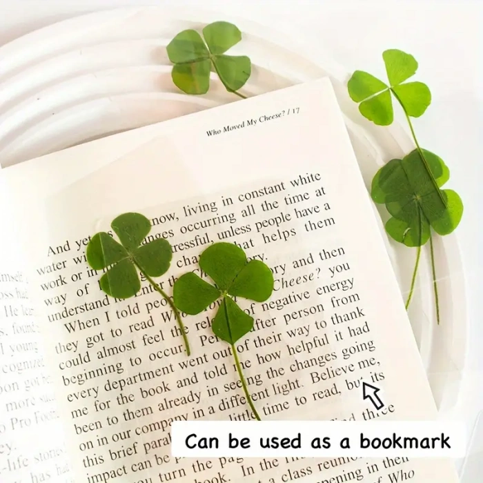 Şans Yoncası Gerçek 4 Yapraklı Yonca 2 Adet Lamine Hediyelik Şans Yoncası