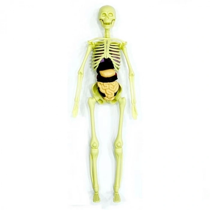 BFS   The Human Body İnsan Vücudu 3D Eğitim Seti 3302