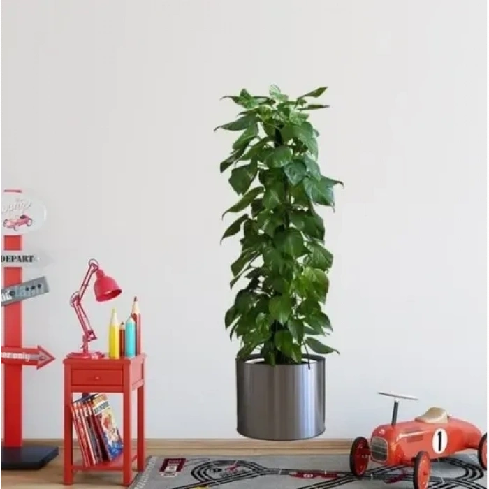 Mey İthalat® Saksılı Bitki Tasarımlı Yapışkanlı Sticker Resim 90*30 cm MC-665