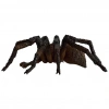 BFS   Schleich HP Aragog 13987