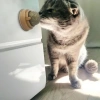 Mey İthalat® Kedi Nanesi Oyun Topu
