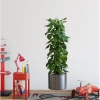 Mey İthalat® Saksılı Bitki Tasarımlı Yapışkanlı Sticker Resim 90*30 cm MC-665