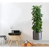 Mey İthalat® Saksılı Bitki Tasarımlı Yapışkanlı Sticker Resim 90*30 cm MC-665