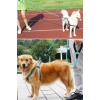 Reflektörlü Fosforlu Köpek Gezdirme Halatı Tasma Kayışı Metal Kancalı 130 cm