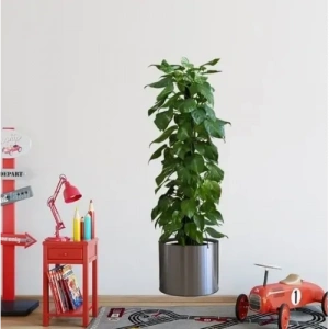 Mey İthalat® Saksılı Bitki Tasarımlı Yapışkanlı Sticker Resim 90*30 cm MC-665