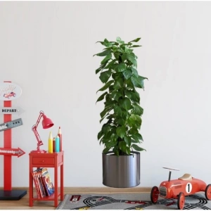 Saksılı Bitki Tasarımlı Yapışkanlı Sticker Resim 90*30 Cm