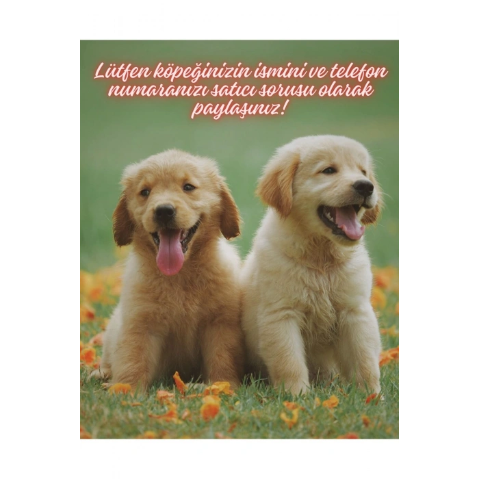 Kişiye Özel Altın Kaplama Köpek Tasma Ucu Nazar Boncuklu Köpek İsim Künyesi İsimlik