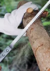 Corcoz® Mini Tavuk Kuyruk Testere,Keskin Kesici Kıl Testere