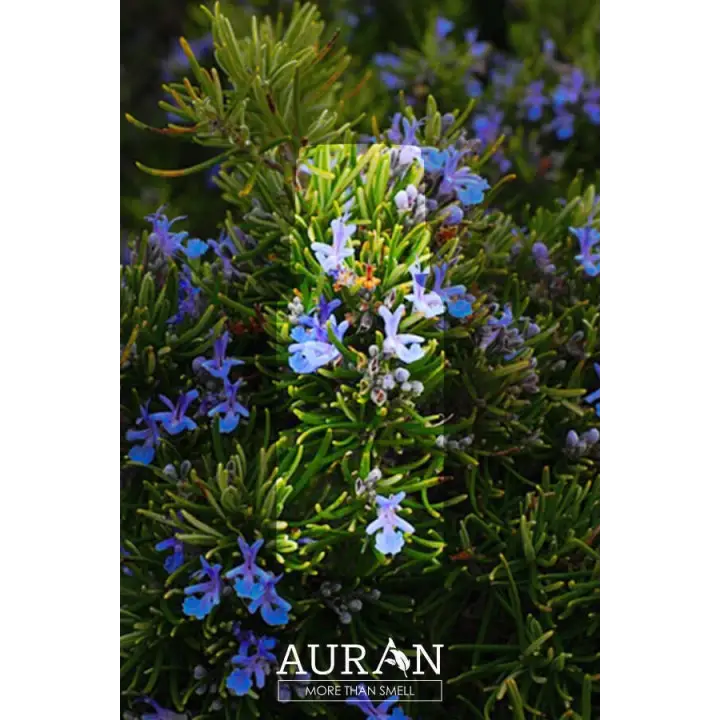 Auran Biberiye Aroma Terapi Yağ