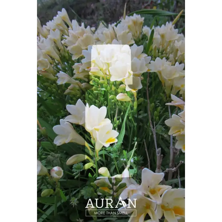 Auran Frezya Aroma Terapi Yağ