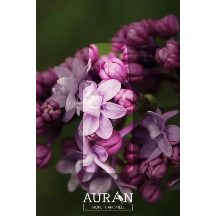 Auran Leylak Aroma Terapi Yağ