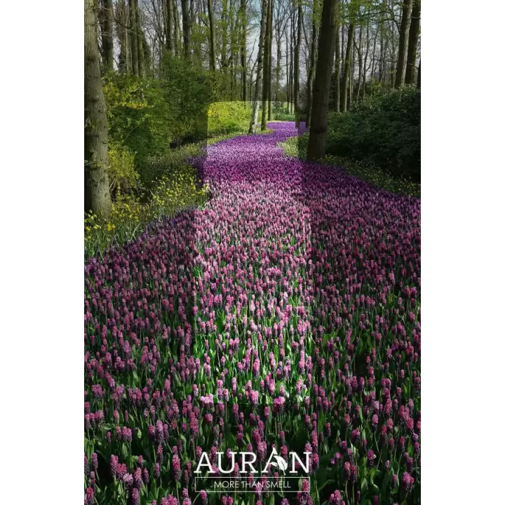 Auran Sümbül Aroma Terapi Yağ