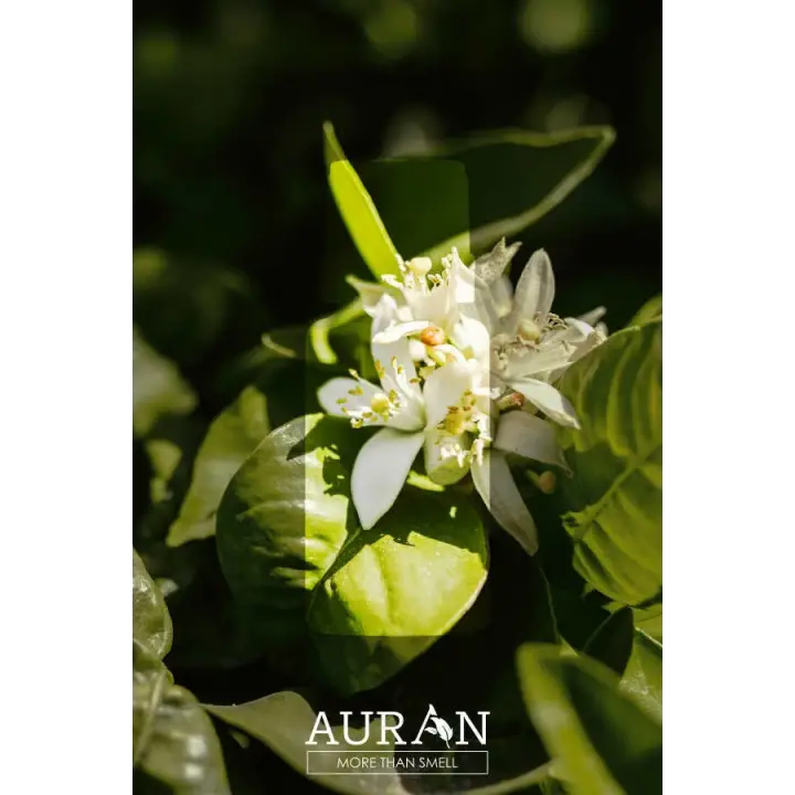 Auran Yasemin Aroma Terapi Yağ