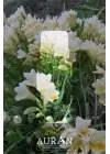 Auran Frezya Aroma Terapi Yağ