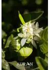 Auran Yasemin Aroma Terapi Yağ