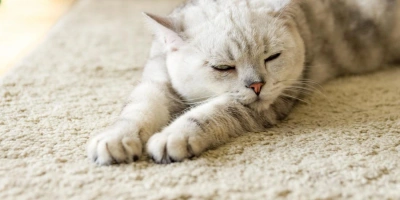 Kedili Evde Halı Kullanımı