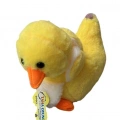 PELUS ORDEK